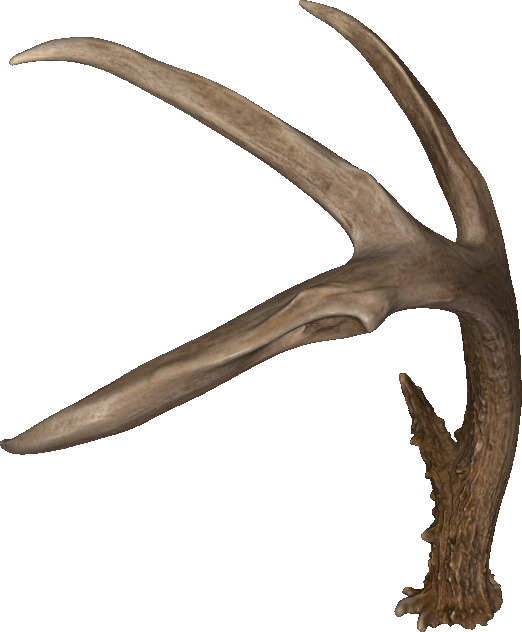 antler