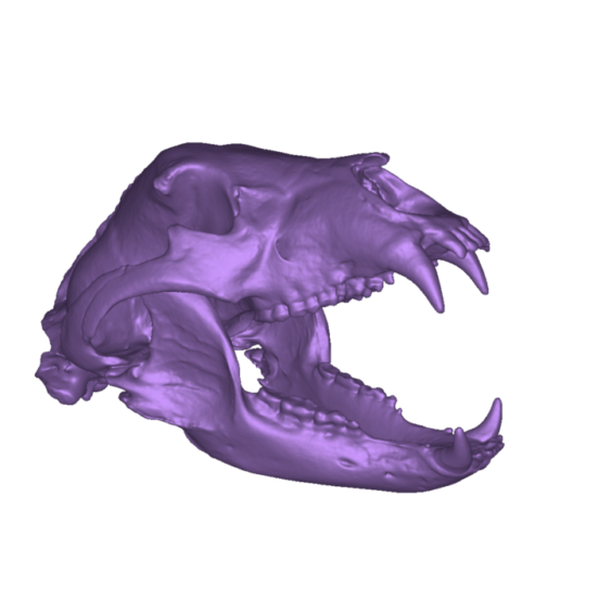 black bear right front