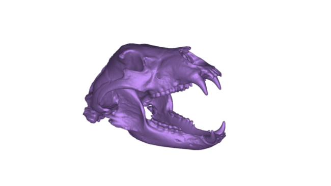 black bear right front