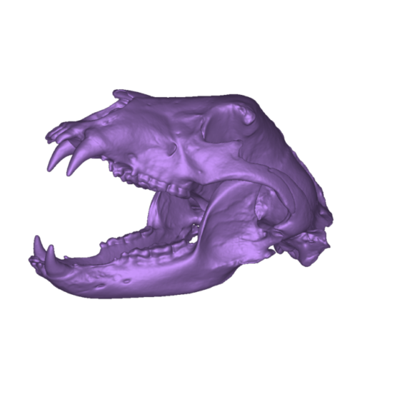 black bear side front