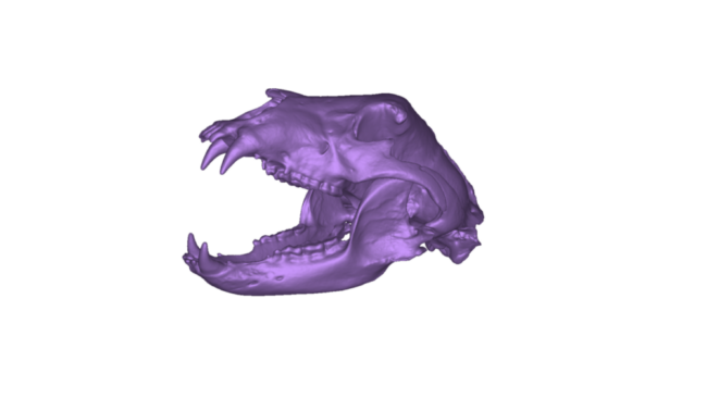 black bear side front