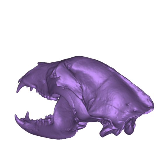 black bear side back